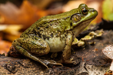 Obraz premium Bullfrog