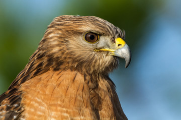 Red shouldered hawk closeup
