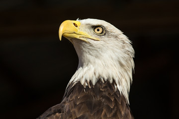 Naklejka premium Bad eagle closeup