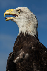 Bald eagle with beak open closeup