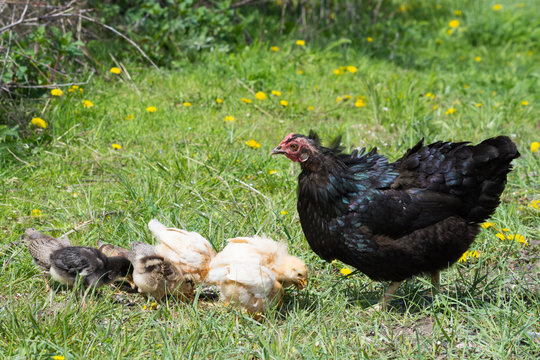 Free range Easter Egger or Black Australorps hen with multicolored chicks pecking at grain in grassy field with dandelions in background. Shallow depth of field.