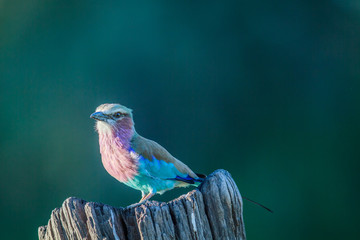 Obraz premium Lilac-breasted roller on a tree trunk.