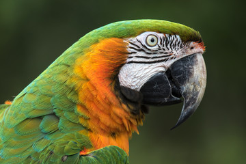 Macaw closeup