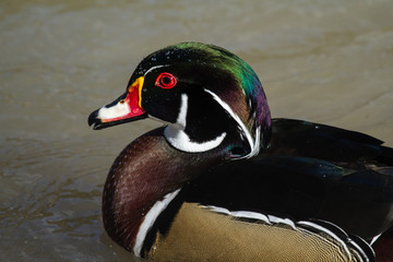 Wood duck closeup