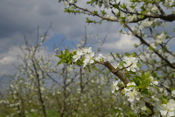 Flowering plum garden