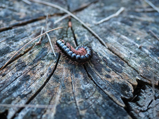 Macro closeup of black millipede on wood