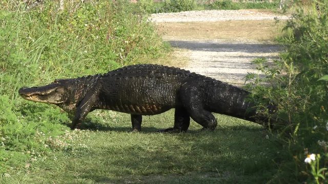 alligator covered by mud crossing a trail