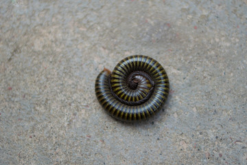 millipede rolled into a circle