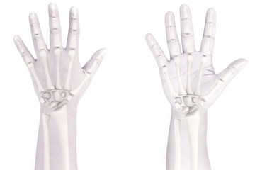 hand bone 