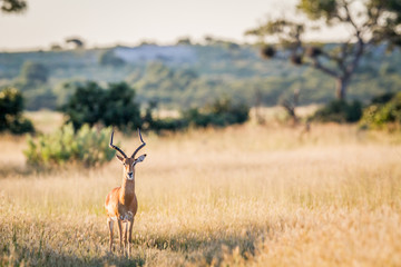 Impala ram starring at the camera.