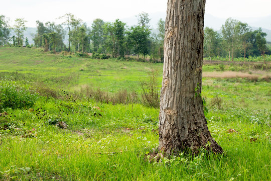 Tree base with green grass,copy space