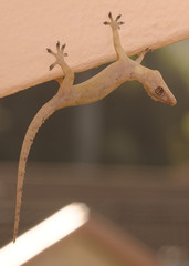 A gecko hanging upside down on a wall