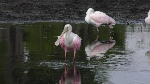 Roseate Spoonbills in a pond
