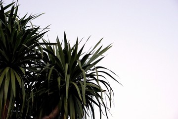 Dracaena loureiri tree