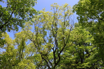 fresh verdure