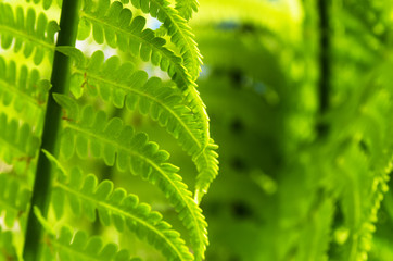 Fototapeta premium Patterned fern leaves, background