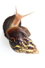 The big brown snail on white background ,Gastropoda