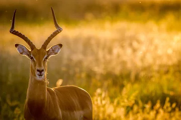 Fototapete Antilope Impala-Widder starrt in die Kamera.