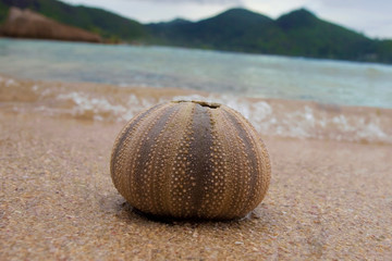 Echinus esculentus (Sea Urchin) skeleton, Seychelles