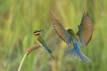 Blue-tailed bee-eater , Beautiful bird breeding