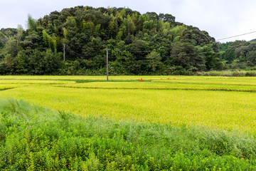 Rice field in the countryside