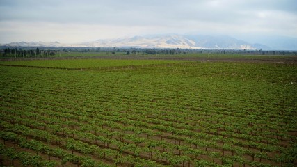 Industrial wine and pisco production, at vineyards near Ica, Peru