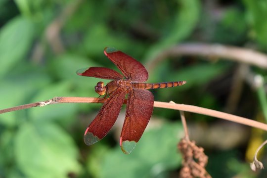 Fulvous forest skimmer, Neurothemis fulvia, The red dragonfly resting on a branch with natural green leaves in the background