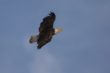 Bald eagle flying, seen in the wild in  North California
