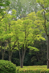 fresh verdure