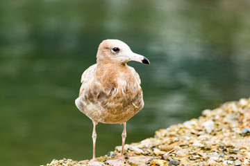 Seagull