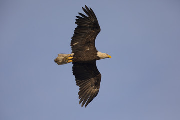 Bald eagle flying, seen in the wild in  North California