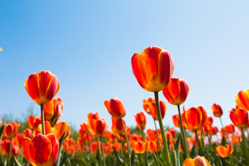 Tulip facing the sky background