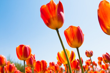 Tulip facing the sky background