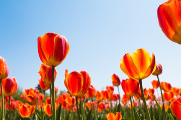 Tulip facing the sky background