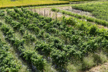 Grapevines field