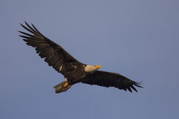 Fototapeta na wymiar Bald eagle flying, seen in the wild in North California