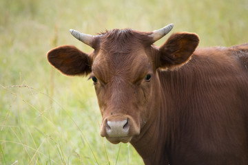 Fototapeta premium A little Moo