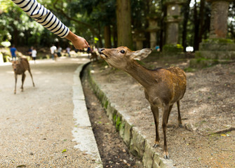 Fototapeta na wymiar Feeding of the deer