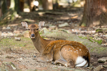 Deer lying down on the ground