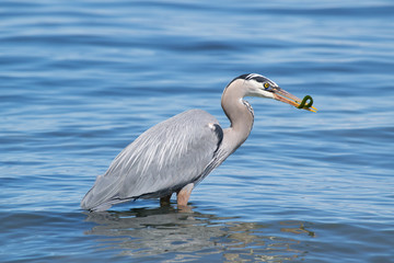 Fishing Heron