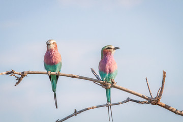 Two Lilac-breasted rollers sitting on a branch.