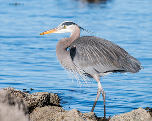 Heron Profile