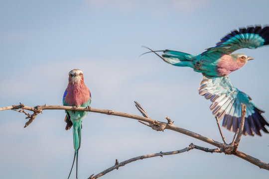 Two Lilac-breasted rollers in Chobe.