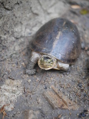 Isolated turtle walks on the rock floor