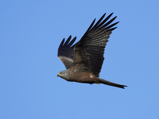 Black kite (Milvus migrans)