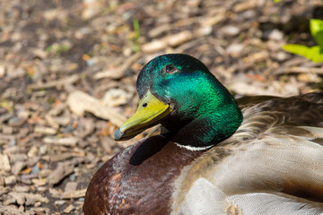 Obraz premium Male Mallard Duck Tilting Head Looking Up Smiling