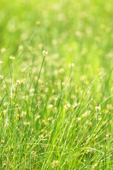 Sedge  (Carex stenophylla) in the forest in spring time ( selective focus )