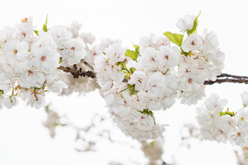 Sakura season, Cherry Blossom. Background with flowers