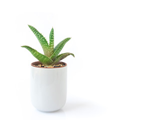 Closeup aloe vera plant in pot on white background