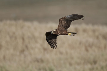 Western marsh harrier (Circus aeruginosus)